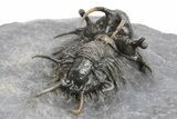 Spiny Ceratarges Trilobite - Top Quality Specimen #241493-4